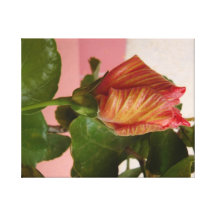 geschlossener hibiscus galerie falt leinwand