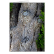 Gesicht im Zypresse-Baum Karten