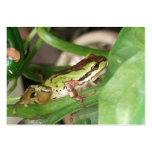 Gesprenkelter Frosch in der Pfeffer-Pflanze Visitenkarte