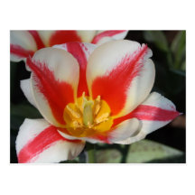 Gestreifte Tulpe Postkarten