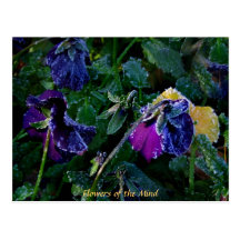 Gezuckerter Pansy, Blumen des Verstandes Postkarten