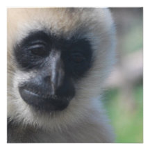Gibbon-Einladungen