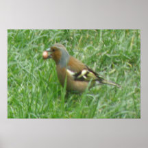Gieriger Chaffinch-Druck Posterdrucke