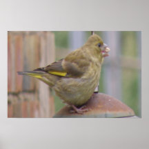 Gieriger Greenfinch Druck Plakat