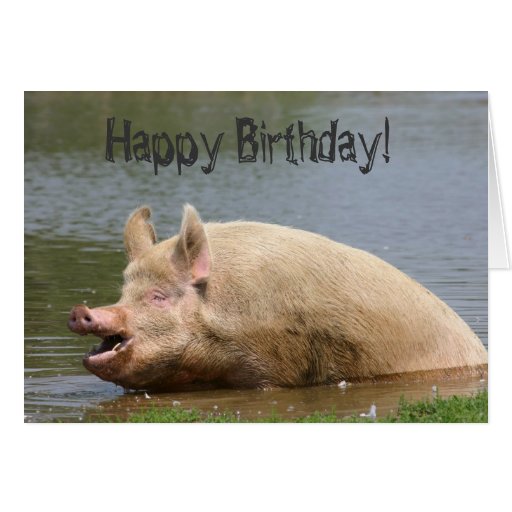 Gieriger Schwein Geburtstag Karten Zazzle