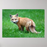 Gigantisches roter Fox-Plakat