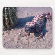 Gila-Krustenechse-Eidechse, die Maus isst Mousepads