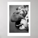 Giraffe#1 Plakat
