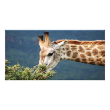 Giraffe, die einiges Blätter isst Fotokarten