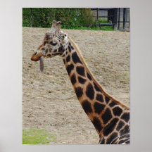 Giraffe Posterdrucke