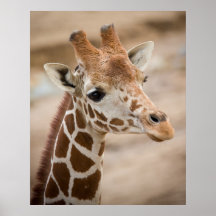 Giraffe Posterdrucke