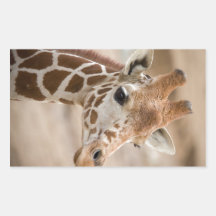 Giraffe Rechteckige Aufkleber