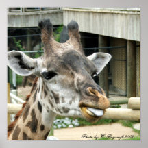 Giraffen-Druck Posterdrucke