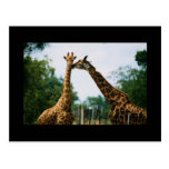 Giraffen-Fotografie Postkarten