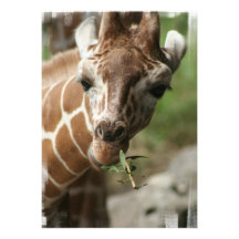 Giraffen-Imbiss-Einladung