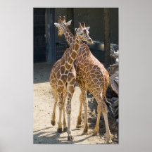 Giraffen Plakat