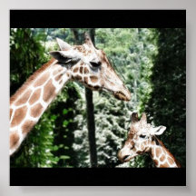 Giraffen Plakatdruck