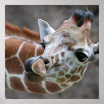 Giraffen-Zunge-Plakat-Druck