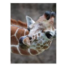 Giraffen-Zunge-Postkarten