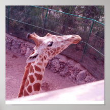 GiraffenhauptLeinwand Plakat