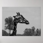 Giraffenkopf mit Pflanzen und Himmelphotographie Plakat