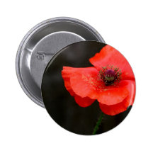 Glänzende rote Mohnblume Anstecknadelbutton