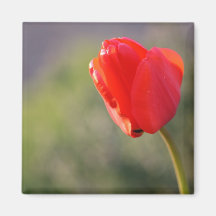 Glänzende rote Tulpe Kühlschrankmagnete