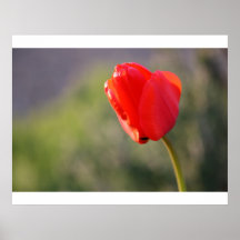 Glänzende rote Tulpe Plakatdrucke