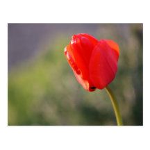 Glänzende rote Tulpe Postkarten
