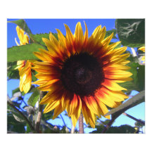 Glänzender Sonnenblume-Foto-Druck