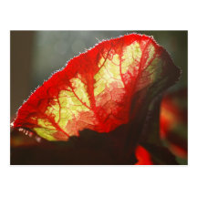 Glänzendes rotes Blatt Postkarten