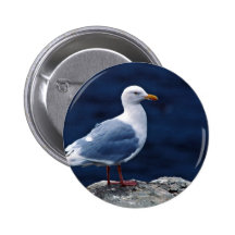 Glaucous Möve Anstecknadelbutton