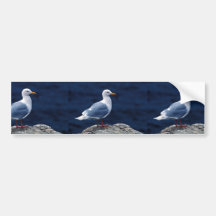 Glaucous Möve Auto Sticker
