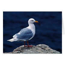 Glaucous Möve Karten