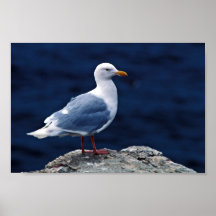 Glaucous Möve Posterdrucke