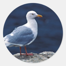 Glaucous Möve Runde Sticker