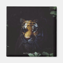 Gleiche des sibirischen Tiger-(Panthera der Tigris Magnets