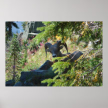Gletscher-Park-Schafe Plakat