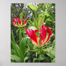 Gloriosa Lilien Posterdrucke