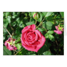 Glückliche alte Rose Grußkarte