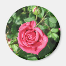 Glückliche alte Rose Magnete