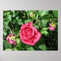 Glückliche alte Rose Plakat