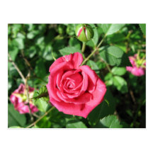 Glückliche alte Rose Postkarte