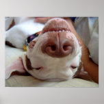 Glücklicher Hundedruck Plakate