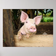 Glückliches Schwein Plakate