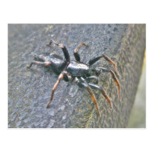 Gnaphosid Spinnen-Postkarte