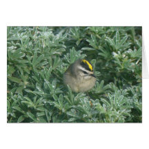 Golden-gekrönte Karte des Kinglet-1