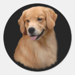 Golden retriever Frisco großer Aufkleber