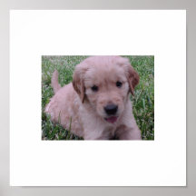 Golden retriever-Welpe Posterdrucke