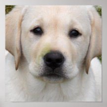 Golden retriever-Welpen-Druck Posterdrucke
